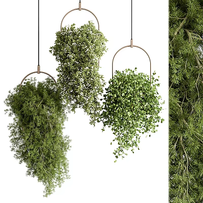 Indoor Decorative Hanging Plants with Lush Green Foliage and Metal Ring Design 3d model