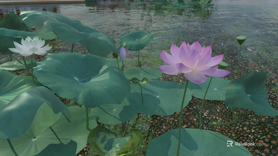 Serene Garden Landscape With Pink Lotus Flowers And Green Leaves On Water 3d model 