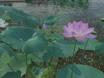 Serene Garden Landscape With Pink Lotus Flowers And Green Leaves On Water 3d model