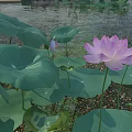 Serene Garden Landscape With Pink Lotus Flowers And Green Leaves On Water