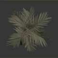 Isolated Palm Tree With Slender Trunk And Brownish Leaves Against Gray Black Gradient Background
