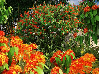 Lush Flowering Shrub with Vibrant Orange Blooms and Green Foliage in Garden 3d model