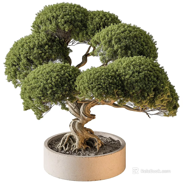 Artistic Bonsai Tree With Twisted Trunk And Lush Green Foliage For Garden Decor 3d model 
