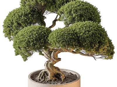 Artistic Bonsai Tree With Twisted Trunk And Lush Green Foliage For Garden Decor 3d model
