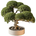 Artistic Bonsai Tree With Twisted Trunk And Lush Green Foliage For Garden Decor