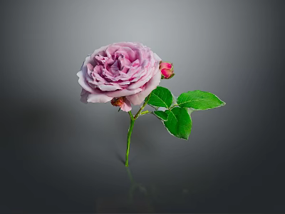 Elegant Pink Rose With Green Leaves And Flower Bud On Dark Background 3d model