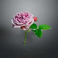 Elegant Pink Rose With Green Leaves And Flower Bud On Dark Background