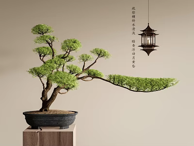 Elegant Bonsai Plant With Curved Branches In Black Pot On Wooden Stand And Hanging Lantern 3d model