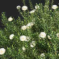 Vibrant White Flower Bushes with Lush Green Foliage and Abundant Blooms