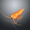 Orange Segmented Marine Creature with Long Antennae and Multiple Legs on Dark Background Showing Reflection