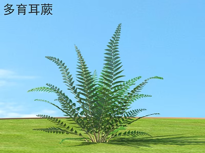 Lush Green Shrub With Feathery Fronds Growing In Grassland Under Blue Sky 3d model
