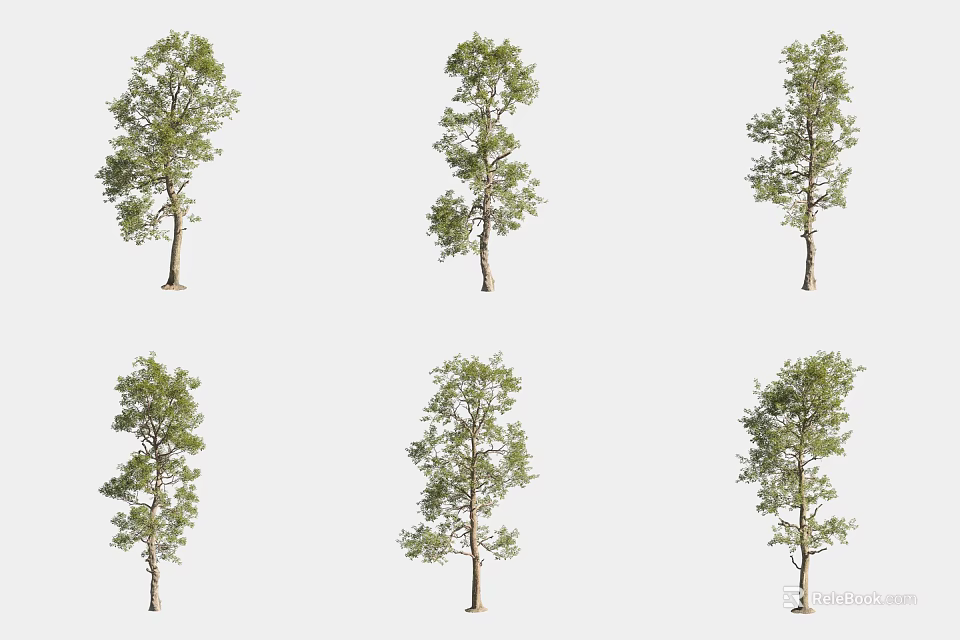 Different Tree Varieties With Various Growth Shapes Green Foliage And Sturdy Trunks 3d model