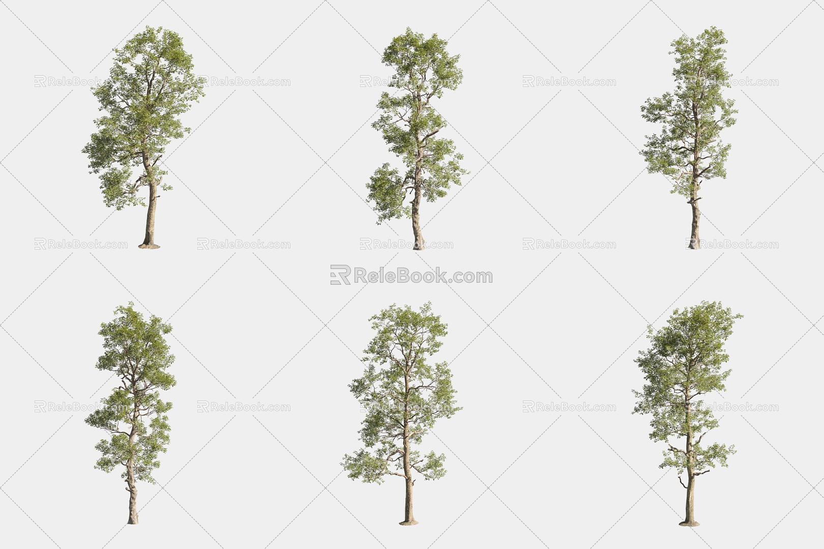 North American Sassafras 3d model