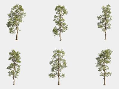 North American Sassafras 3d model