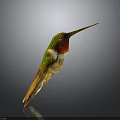 Green Hummingbird With Red Throat And Long Beak Displayed On Dark Background With Reflection