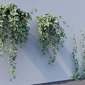 Lush Ivy Vines Hanging on White Wall with Cascading Branches and Green Foliage