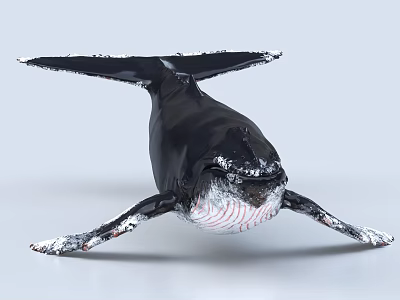 Realistic Black Whale Model With White Edges And Red Body Stripes 3d model