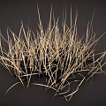 Dry Yellow Grass Clump With Dark Background And Natural Texture