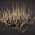 dry grass dry grass 3d model