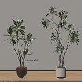 Bonsai Potted Plants In Wabi Sabi Style With Green Leaves And Tall Stems