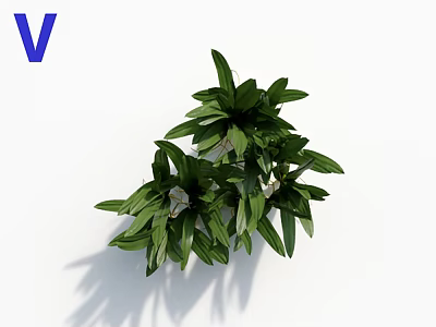 Green Leafy Plant with Lush Vibrant Foliage on White Background Fresh Healthy Growth 3d model