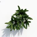 Green Leafy Plant with Lush Vibrant Foliage on White Background Fresh Healthy Growth