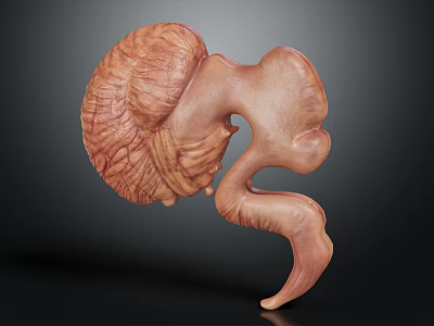 Detailed 3D Human Anatomical Organ Model With Realistic Texture On Dark Background 3d model