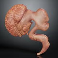 Detailed 3D Human Anatomical Organ Model With Realistic Texture On Dark Background