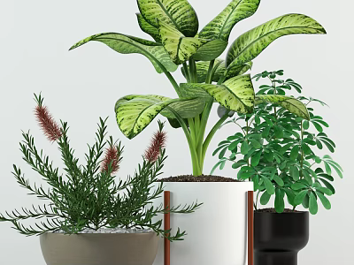 Indoor Potted Plants With Large Green Leaves Red Spikes And White Black Gray Decorative Pots 3d model