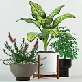Indoor Potted Plants With Large Green Leaves Red Spikes And White Black Gray Decorative Pots