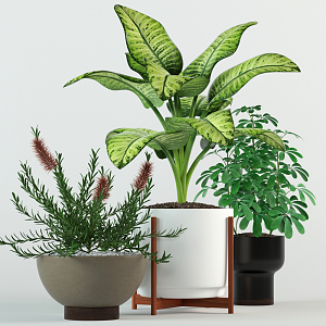 Modern potted plant collection 3d model