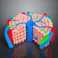 3D Rendered Hair Follicle Organ Structure With Colored Vessels And Cellular Components