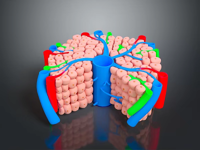 3D Rendered Hair Follicle Organ Structure With Colored Vessels And Cellular Components 3d model