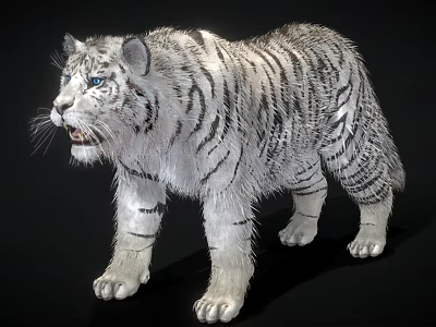 Realistic White Tiger With Striped Fur Standing In Black Background And Detailed Paws 3d model