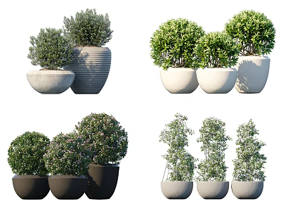 Various Shaped Potted Bonsai Plants In White Gray Black Ceramic Pots 3d model