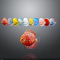 Red Discus Fish With White Spots And Colorful Circular Objects In Background