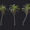 Various Palm Trees With Slender Trunks And Feathery Fronds On Black Background 3d model