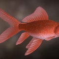 Red Goldfish with Large Fins Flowing Tail and Orange Red Body in Dark Background