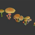Fresh Orange Mushrooms of Various Sizes on Black Background With Reflections