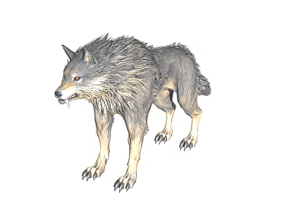 Gray Wolf With Fluffy Fur Amber Eyes Standing In Alert Posture Showing Sharp Claws 3d model