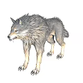 Gray Wolf With Fluffy Fur Amber Eyes Standing In Alert Posture Showing Sharp Claws 3d model