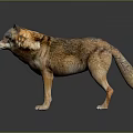 Realistic 3D Rendered Wolf With Detailed Brown And Gray Fur Standing On Gray Background