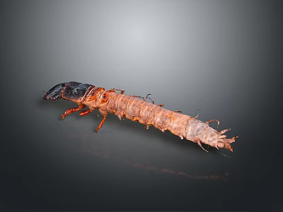 Insect Larva with Brown Segmented Body Black Head and Multiple Legs on Gray Gradient Background 3d model