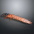 Insect Larva with Brown Segmented Body Black Head and Multiple Legs on Gray Gradient Background 3d model