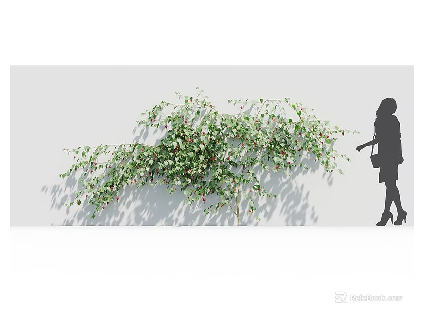 Lush Green Leaf Vine With Small Flowers Growing On Gray Wall And Female Silhouette Shadow 3d model 