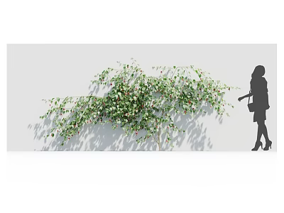 Lush Green Leaf Vine With Small Flowers Growing On Gray Wall And Female Silhouette Shadow 3d model