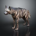 Realistic Striped Hyena with Detailed Fur Standing on Dark Reflective Surface