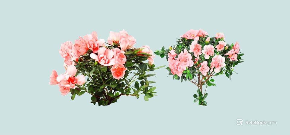 Potted Ornamental Shrubs Featuring Pink Flowers And Green Leaves For Garden Decoration 3d model 