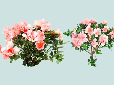 Potted Ornamental Shrubs Featuring Pink Flowers And Green Leaves For Garden Decoration 3d model