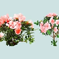 Potted Ornamental Shrubs Featuring Pink Flowers And Green Leaves For Garden Decoration